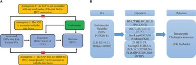 The causal relationship between metabolic factors, drinking, smoking and intrahepatic cholangiocarcinoma: a Mendelian randomization study